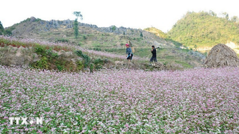 Tuyên Quang: Xây dựng thương hiệu du lịch “Miền đá nở hoa” với lễ hội hoa Tam giác mạch