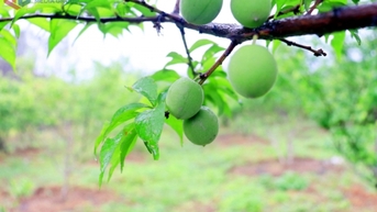 Vườn mơ Yên Tử- Điểm đến khó quên mùa đơm quả