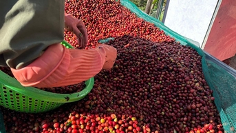 នៅតម្លៃខ្ពស់បំផុត វៀតណាមមាន 'ឃ្លាំងមាស' ពេញម្តងទៀត ត្រឹមតែ 2 ខែអាចនាំយកមកផ្ទះវិញបាន 1.58 ពាន់លានដុល្លារ