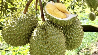 6 trung tâm xét nghiệm chất vàng O trong sầu riêng mới nhất