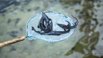 Kỳ vọng nghề nuôi cá nước lạnh ở Xín Mần