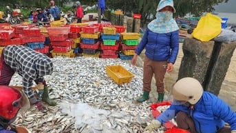 Hai ngày ra khơi, ngư dân Hà Tĩnh trúng đậm hải sản, thu nhập hàng chục triệu đồng