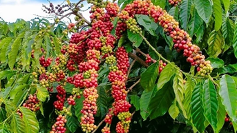 Giá heo hơi ngày 4/3/2025: Tiếp đà tăng mạnh trên toàn quốc