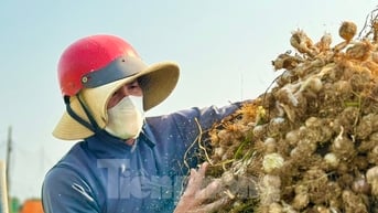 Tỏi Lý Sơn được mùa, nông dân chưa kịp vui đã méo mặt