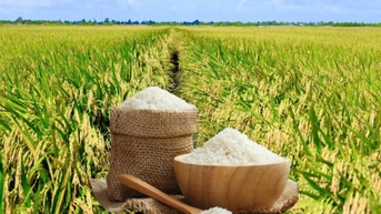 Lúa đảo chiều tăng mạnh
