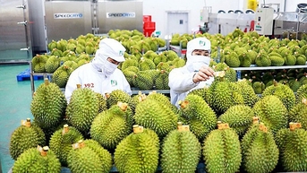Thị trường xuất khẩu ngày càng khắt khe, Bộ Công Thương đưa giải pháp tháo gỡ