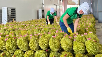 Sầu riêng bị kiểm tra nghiêm ngặt, xuất khẩu rau quả sang Trung Quốc giảm gần một nửa