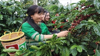 “ចំណេះដឹងនៃការដាំដុះ និងកែច្នៃកាហ្វេនៅដាកឡាក់” ក្លាយជាបេតិកភណ្ឌវប្បធម៌អរូបី