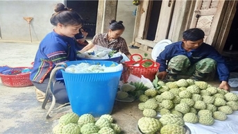 Làm giàu từ trồng na dai