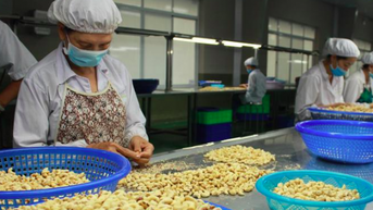 Xuất khẩu hạt điều giảm 2 con số