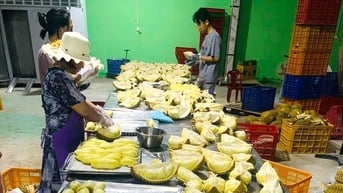 Loay hoay xuất khẩu sầu riêng đông lạnh sang Trung Quốc