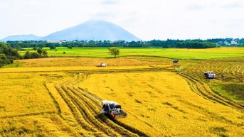 Giá lúa gạo hôm nay 10/4/2025: Trong nước tăng nhẹ