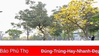 Sắc hoa trên phố
