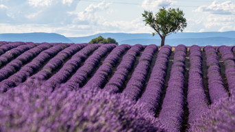 Mùa hoa lavender ở Pháp: Khi cánh đồng tím nở rộ trong nắng hè