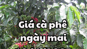 Tin tức, dự báo giá cà phê ngày mai 10/4/2025 chưa có tín hiệu lạc quan