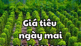 Tin tức, dự báo giá tiêu ngày mai 10/4/2025 giảm xuống mức 147.000