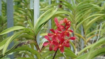 Thu nhập ổn định từ trồng lan Mokara