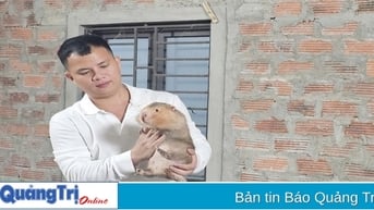 Phát triển kinh tế từ nuôi dúi