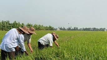 Giá lúa tăng, giá gạo giảm