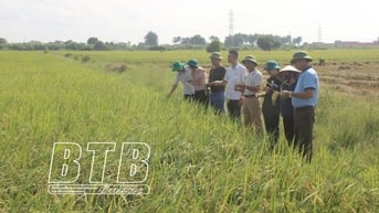 Hợp tác xã - đầu tàu tổ chức sản xuất và tiêu thụ nông sản chủ lực