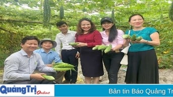 Hiệu quả trồng mướp đắng theo hướng canh tác tự nhiên ở xã Hải Dương