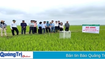 Thí điểm mô hình tưới ngập khô xen kẻ trong canh tác lúa