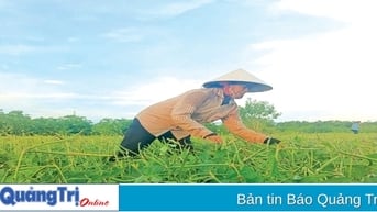 Nhiều giải pháp nâng cao thu nhập cho người dân khu vực nông thôn