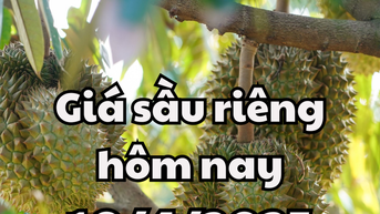 Giá sầu riêng hôm nay 10/4/2025 có mức giá cao nhất ở 180 nghìn đồng