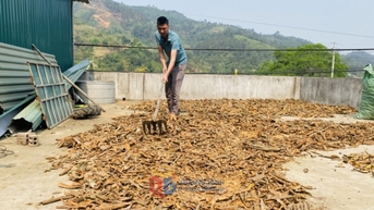 Mùa quế Bình Liêu - Báo Quảng Ninh điện tử