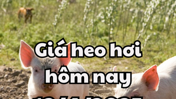 Giá heo hơi hôm nay 12/4/2025 tăng đồng loạt ở 3 miền