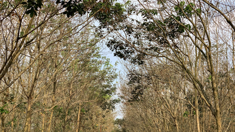 Giảm mạnh ở Thái Lan
