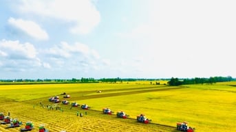 Gạo xuất khẩu giảm nhẹ
