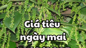 Tin tức, dự báo giá tiêu ngày mai 14/4/2025 giá tiêu tiếp tục tăng