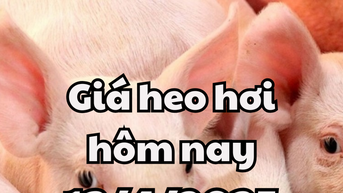 Giá heo hơi hôm nay 13/4/2025 miền Nam tăng mạnh nhất
