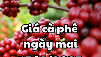 Tin tức, dự báo giá cà phê ngày mai 15/4/2025 đồng loạt đạt 125 nghìn