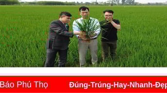 Gần 1.500ha lúa vụ Xuân nhiễm sâu bệnh gây hại