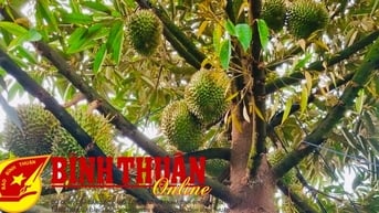 Bình Thuận có thêm diện tích sầu riêng VietGAP