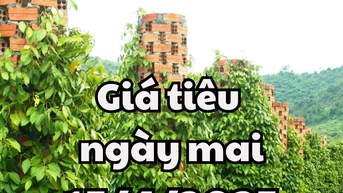 Tin tức, dự báo giá tiêu ngày mai 15/4/2025 đi ngang chờ đợt tăng mới