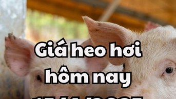 Miền Bắc tiếp tục chuỗi tăng giá