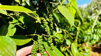 Giá cà phê tăng nhẹ, giá hồ tiêu ổn định