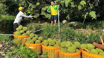 Sầu riêng đông lạnh - cánh cửa tỷ USD