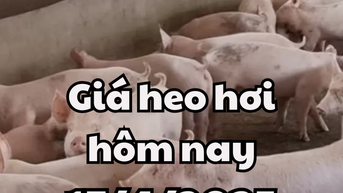 Miên Bắc và miền Nam tiếp tục tăng giá