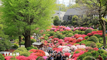 Nhật Bản: Rực rỡ lễ hội hoa đỗ quyên tại thủ đô Tokyo