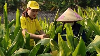 Phát triển dược liệu xanh - Đưa sản phẩm Việt vươn ra thế giới