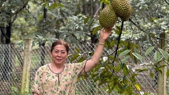 Người phụ nữ tiên phong trồng sầu riêng ven suối Xà Bớ, Lâm Đồng