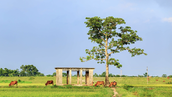 Hương đồng, gió nội