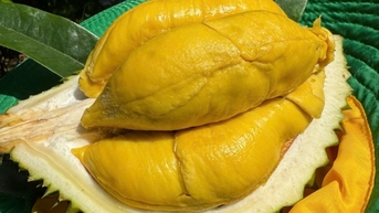 Sầu riêng Việt nguy cơ thất thế ở thị trường Trung Quốc