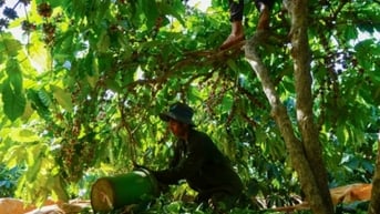 Xuất khẩu cà phê lần đầu đạt tỷ USD trong một tháng
