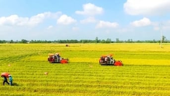 Chú trọng xuất khẩu gạo chất lượng cao