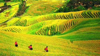 Khám phá ruộng bậc thang Long Tích – Tuyệt tác nghệ thuật giữa lòng thiên nhiên Quảng Tây
